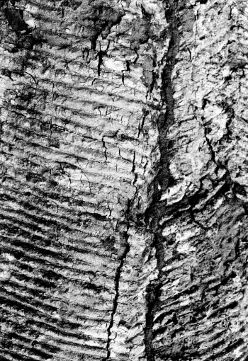 Espace Frans Krajcberg - Centre d'Art contemporain - Art & Nature