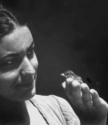 Annette Messager, Une hirondelle ne fait pas le printemps - Musée de la Chasse et de la Nature - Paris 3e