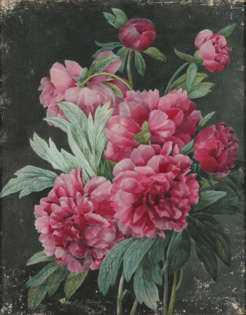 Roses & Pivoines Château de Bois-Préau - Château de Malmaison et Musée - Rueil-Malmaison
